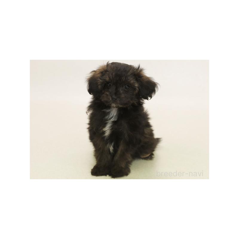 販売中の神奈川県のミックス犬-394428の1枚目